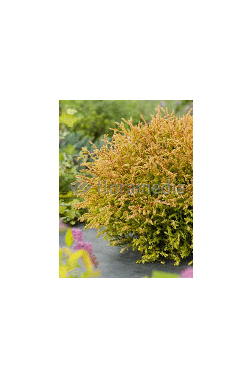 Żywotnik zachodni 'Cloth of Gold' Thuja occidentalis