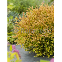 Żywotnik zachodni 'Cloth of Gold' Thuja occidentalis