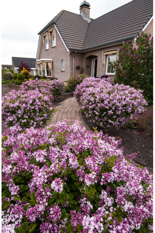 Lilak Meyera 'Palibin' | Syringa meyerii