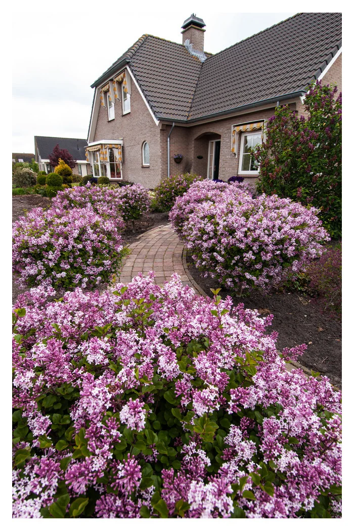 Lilak Meyera 'Palibin' | Syringa meyerii