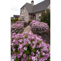 Lilak Meyera 'Palibin' | Syringa meyerii