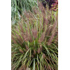 Rozplenica japońska 'Moudry' | Pennisetum alopecuroides