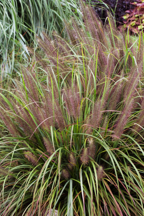 Rozplenica japońska 'Moudry' | Pennisetum alopecuroides