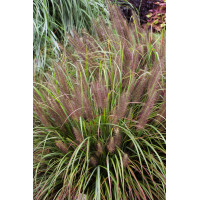 Rozplenica japońska 'Moudry' | Pennisetum alopecuroides