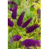 Budleja Dawida 'Santana' | Buddleja dawidii