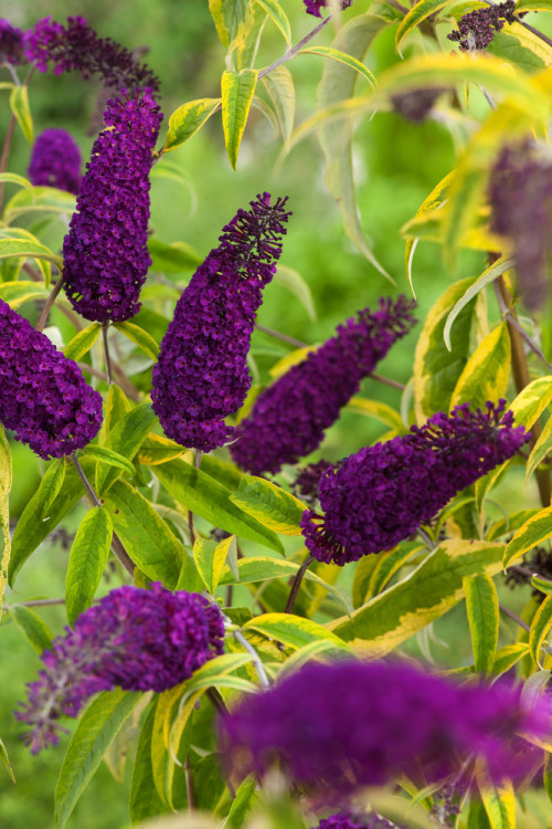 Budleja Dawida 'Santana' | Buddleja dawidii