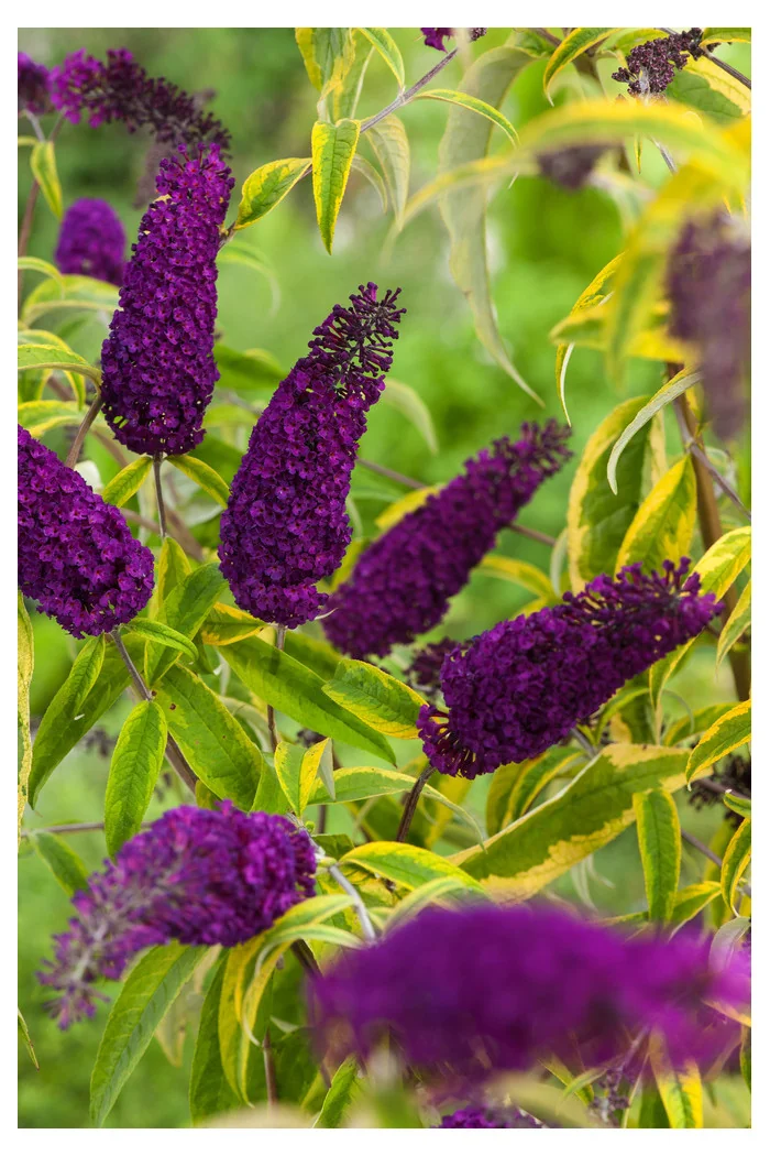 Budleja Dawida 'Santana' | Buddleja dawidii