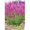 Szałwia omszona 'Pink Field' Salvia nemorosa