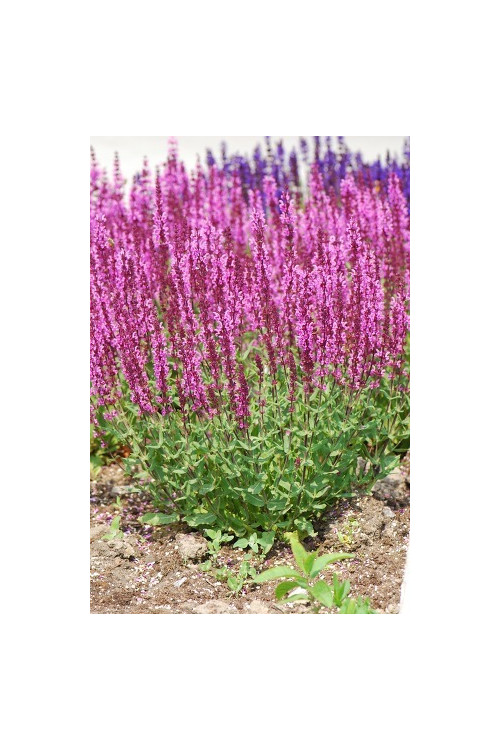 Szałwia omszona 'Pink Field' Salvia nemorosa