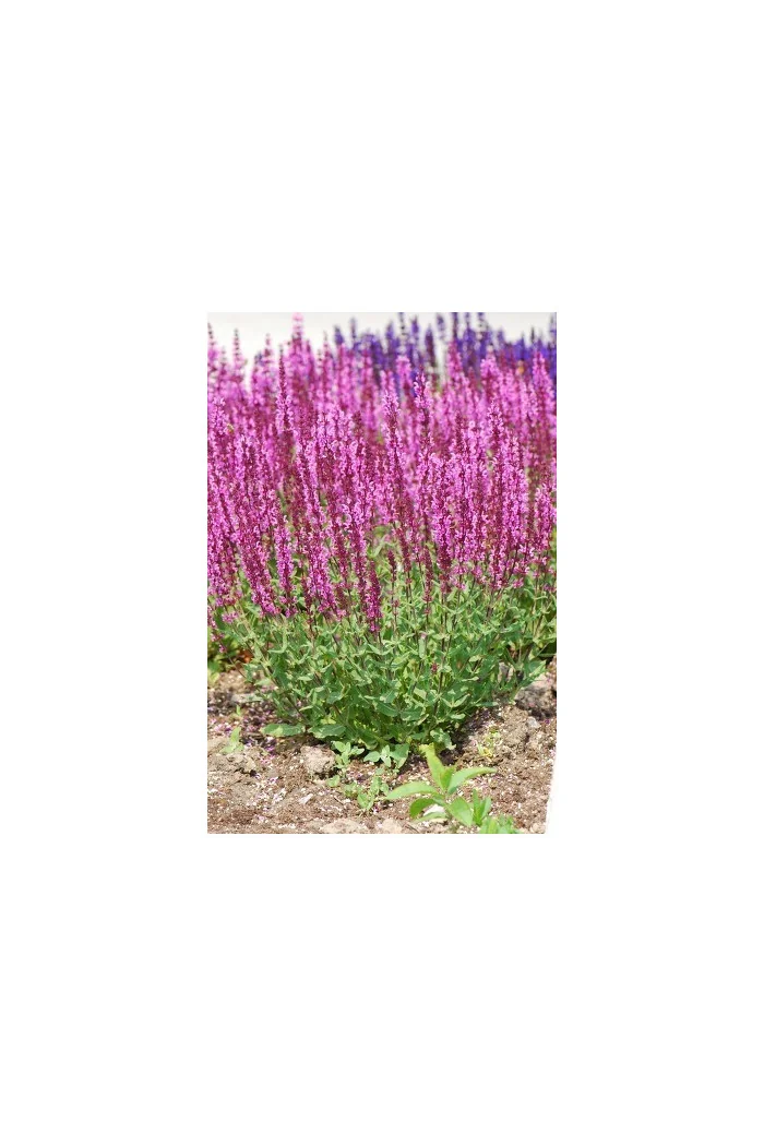 Szałwia omszona 'Pink Field' Salvia nemorosa