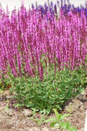 Szałwia omszona 'Pink Field' Salvia nemorosa