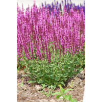 Szałwia omszona 'Pink Field' Salvia nemorosa