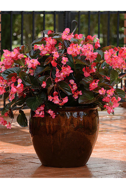 Begonia (Dragon) 'Big Rose Bronze Leaf'' div class'lat' Begonia /div