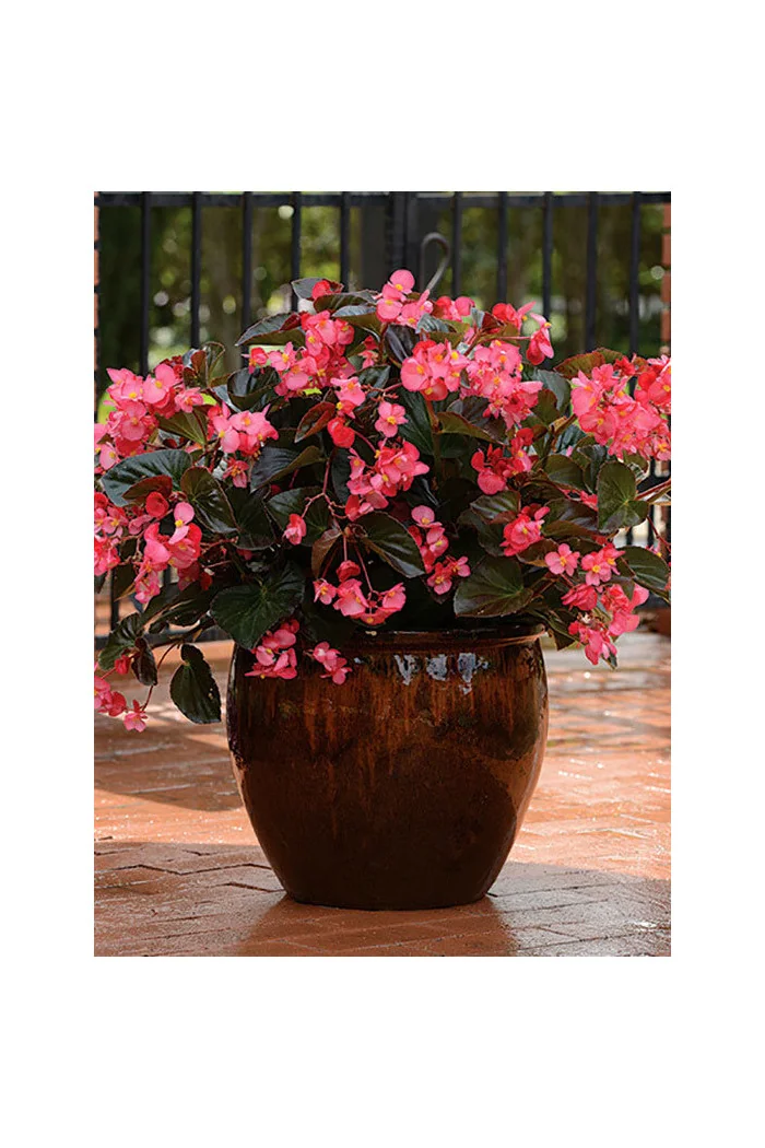 Begonia (Dragon) 'Big Rose Bronze Leaf'' div class'lat' Begonia /div