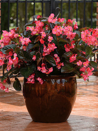 Begonia (Dragon) 'Big Rose Bronze Leaf'' div class'lat' Begonia /div