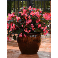 Begonia (Dragon) 'Big Rose Bronze Leaf'' div class'lat' Begonia /div