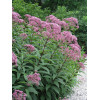 Sadziec dęty 'Atropurpureum' | Eupatorium fistulosum