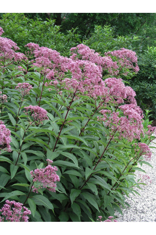 Sadziec dęty 'Atropurpureum' | Eupatorium fistulosum