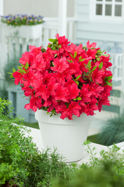 Azalia japońska 'Arabesk' | Azalea japonica