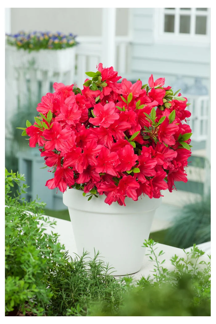 Azalia japońska 'Arabesk' | Azalea japonica