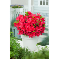 Azalia japońska 'Arabesk' | Azalea japonica