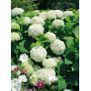 Hortensja drzewiasta 'Anabelle' | Hydrangea arborescens