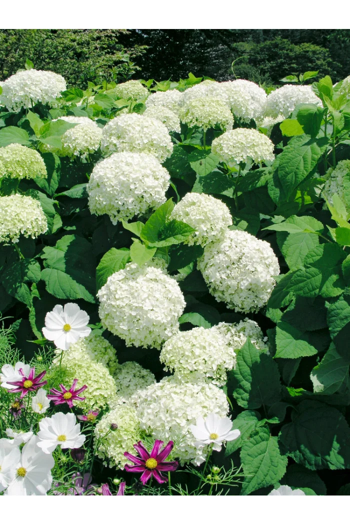 Hortensja drzewiasta 'Anabelle' | Hydrangea arborescens