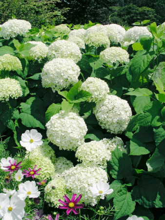 Hortensja drzewiasta 'Anabelle' | Hydrangea arborescens