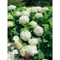 Hortensja drzewiasta 'Anabelle' | Hydrangea arborescens