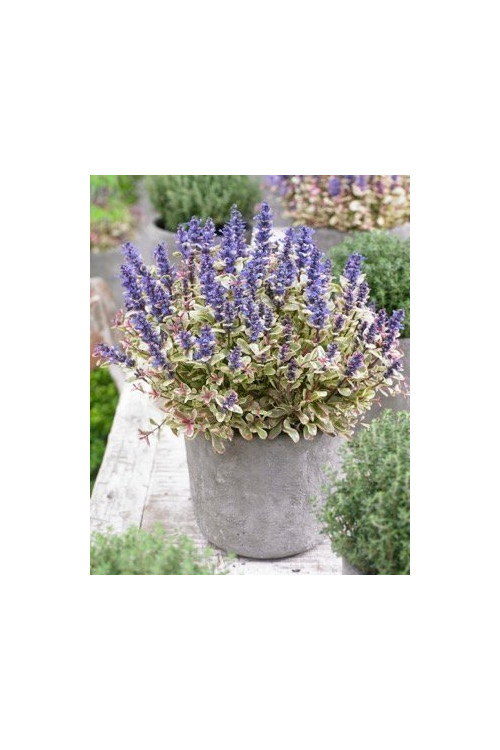 Dąbrówka Tenora 'Princess Nadia' Ajuga tenorii