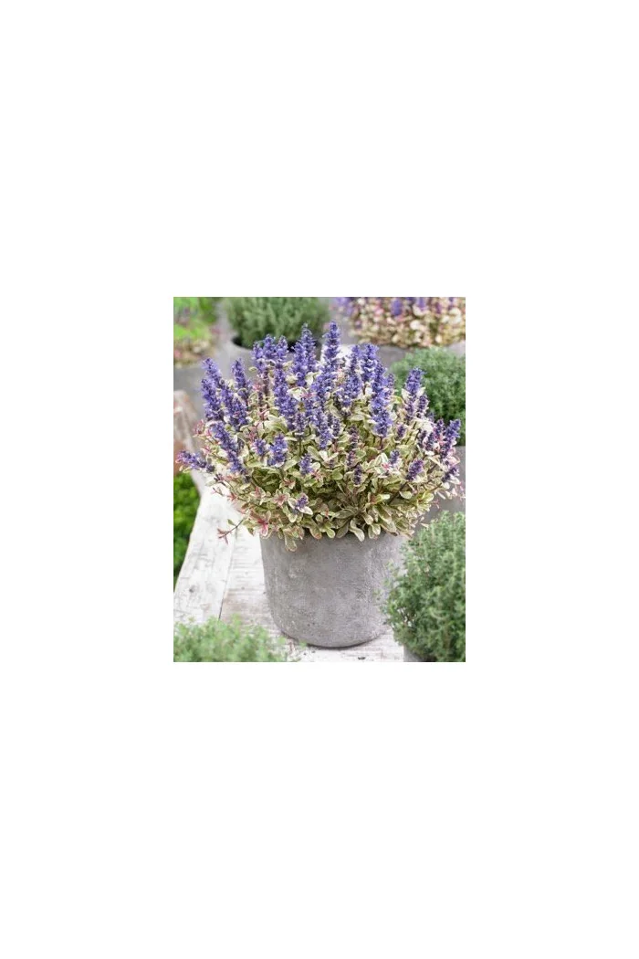 Dąbrówka Tenora 'Princess Nadia' Ajuga tenorii