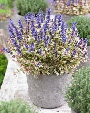 Dąbrówka Tenora 'Princess Nadia' Ajuga tenorii