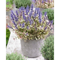 Dąbrówka Tenora 'Princess Nadia' Ajuga tenorii