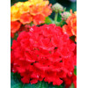 Lantana 'Red Improved'