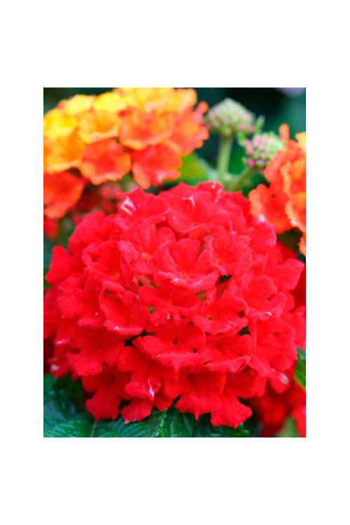 Lantana 'Red Improved'
