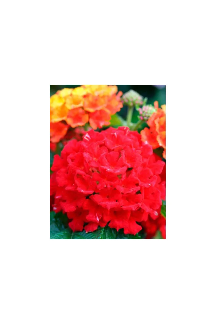 Lantana 'Red Improved'