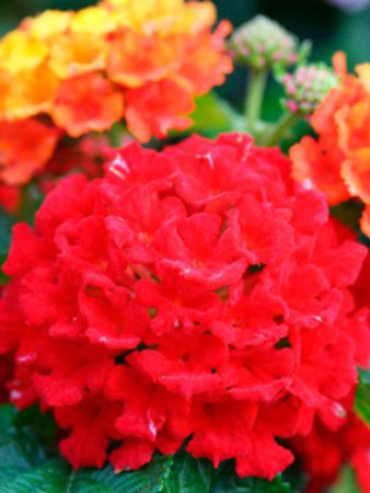 Lantana 'Red Improved'