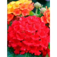 Lantana 'Red Improved'