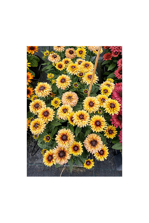 Rudbekia 'Flamenco Vanilla' | Rudbeckia