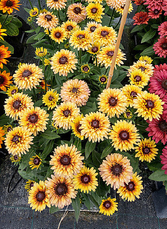 Rudbekia 'Flamenco Vanilla' | Rudbeckia