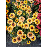 Rudbekia 'Flamenco Vanilla' | Rudbeckia