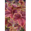 Żurawka 'Miracle' Heuchera