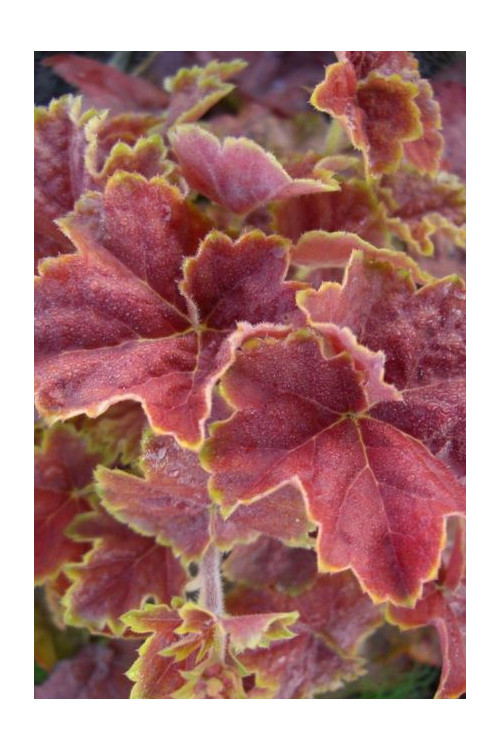 Żurawka 'Miracle' Heuchera