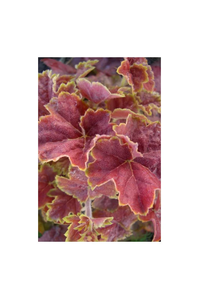 Żurawka 'Miracle' Heuchera