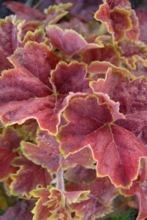 Żurawka 'Miracle' Heuchera