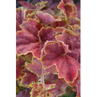 Żurawka 'Miracle' Heuchera