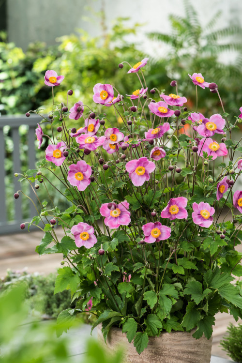Zawilec japoński 'Splendens' | Anemone japonica