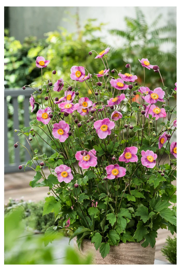 Zawilec japoński 'Splendens' | Anemone japonica