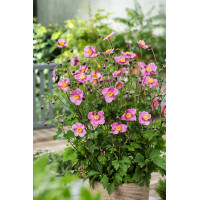 Zawilec japoński 'Splendens' | Anemone japonica