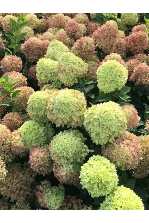 hortensja, hortensja bukietowa, hortensja little fresco